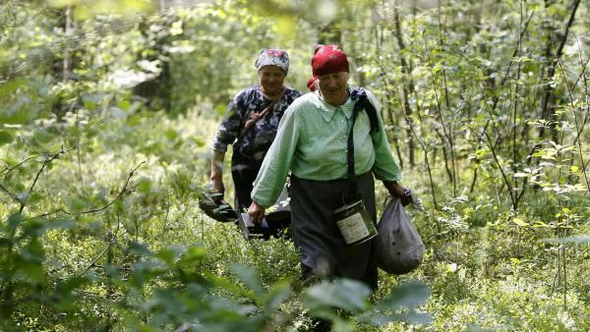 Трех женщин, заблудившихся в лесу, спасли в Талдомском районе