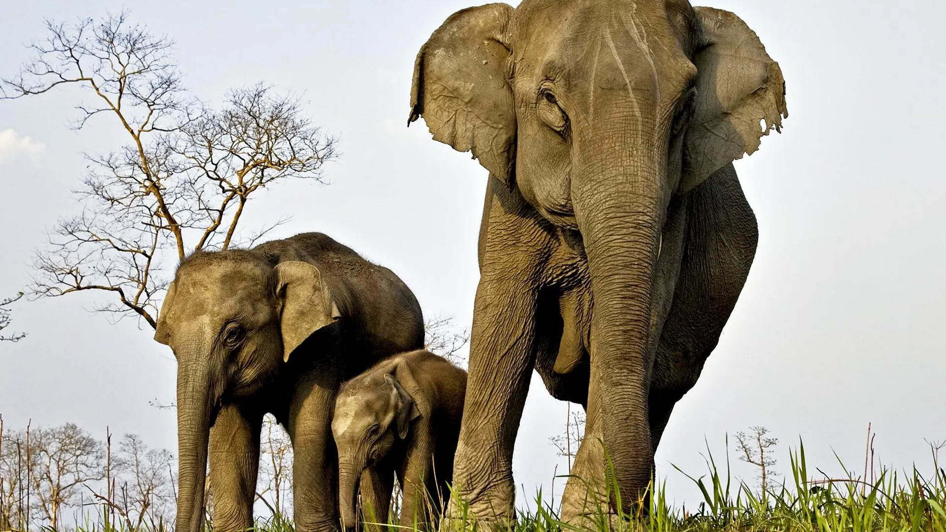 Семья индийских слонов. Фото: Aditya Singh