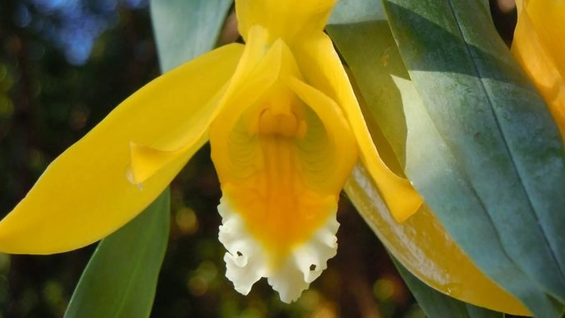 Орхидея-тюльпан с ароматом лимона расцвела в Аптекарском огороде