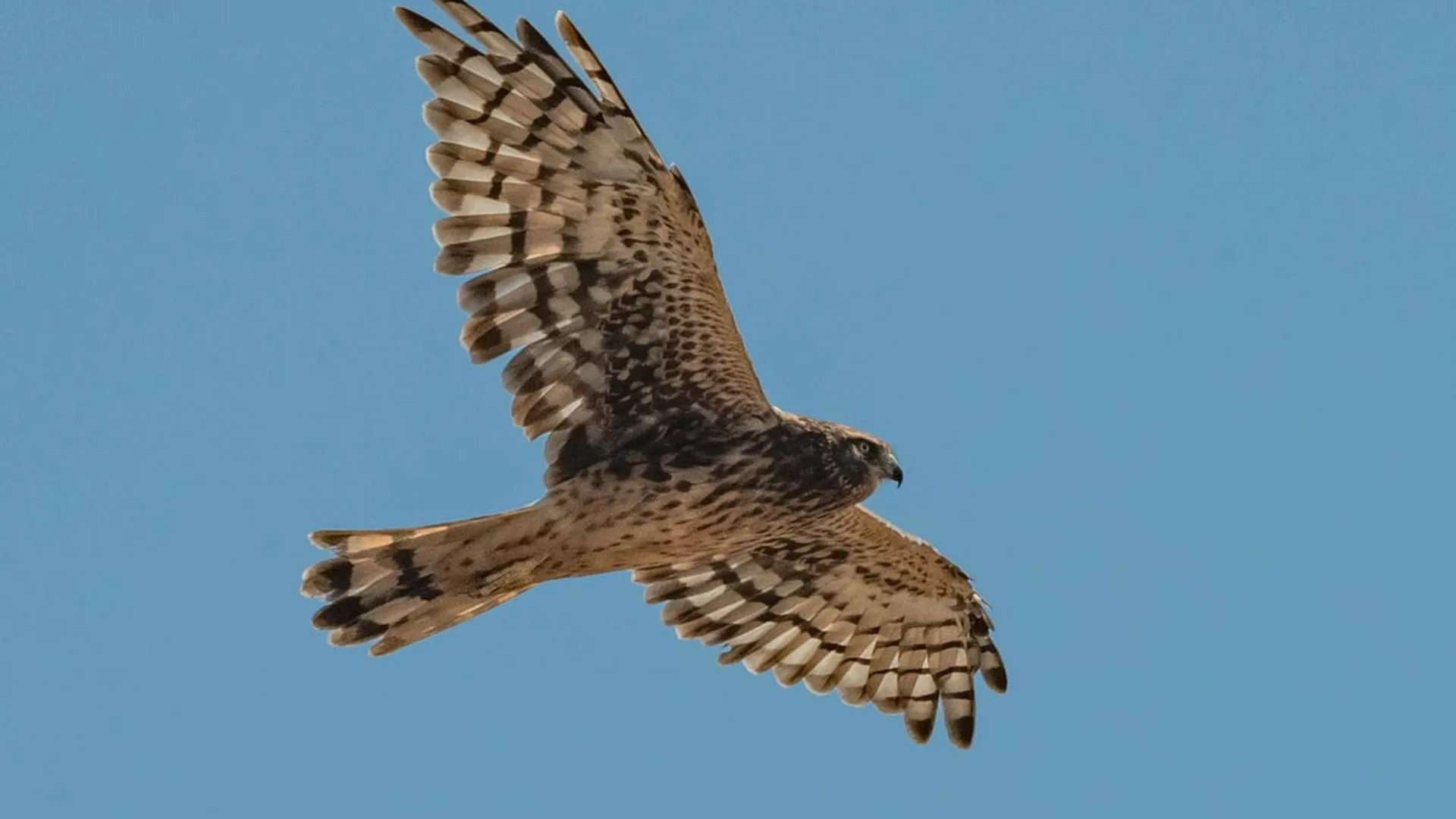 Ястреб-перепелятник. Ястреб с синими крыльями. Крылья ястреба