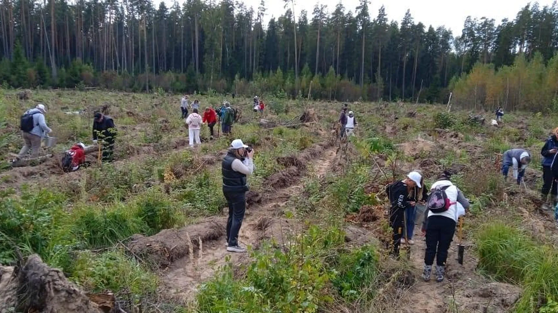 Сотрудники Комлесхоза Подмосковья посадят более шестисот тысяч деревьев в рамках лесовосстановления