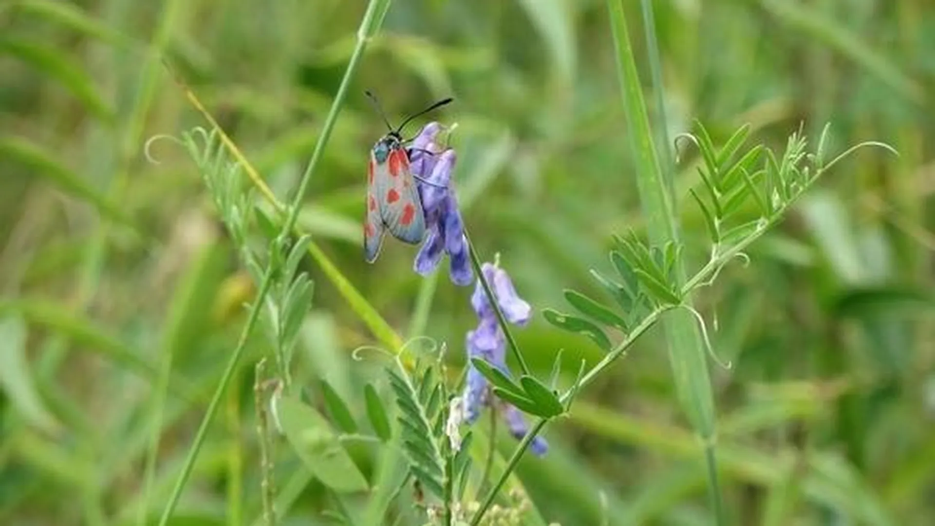 Редкий вид бабочек нашли в Московской области