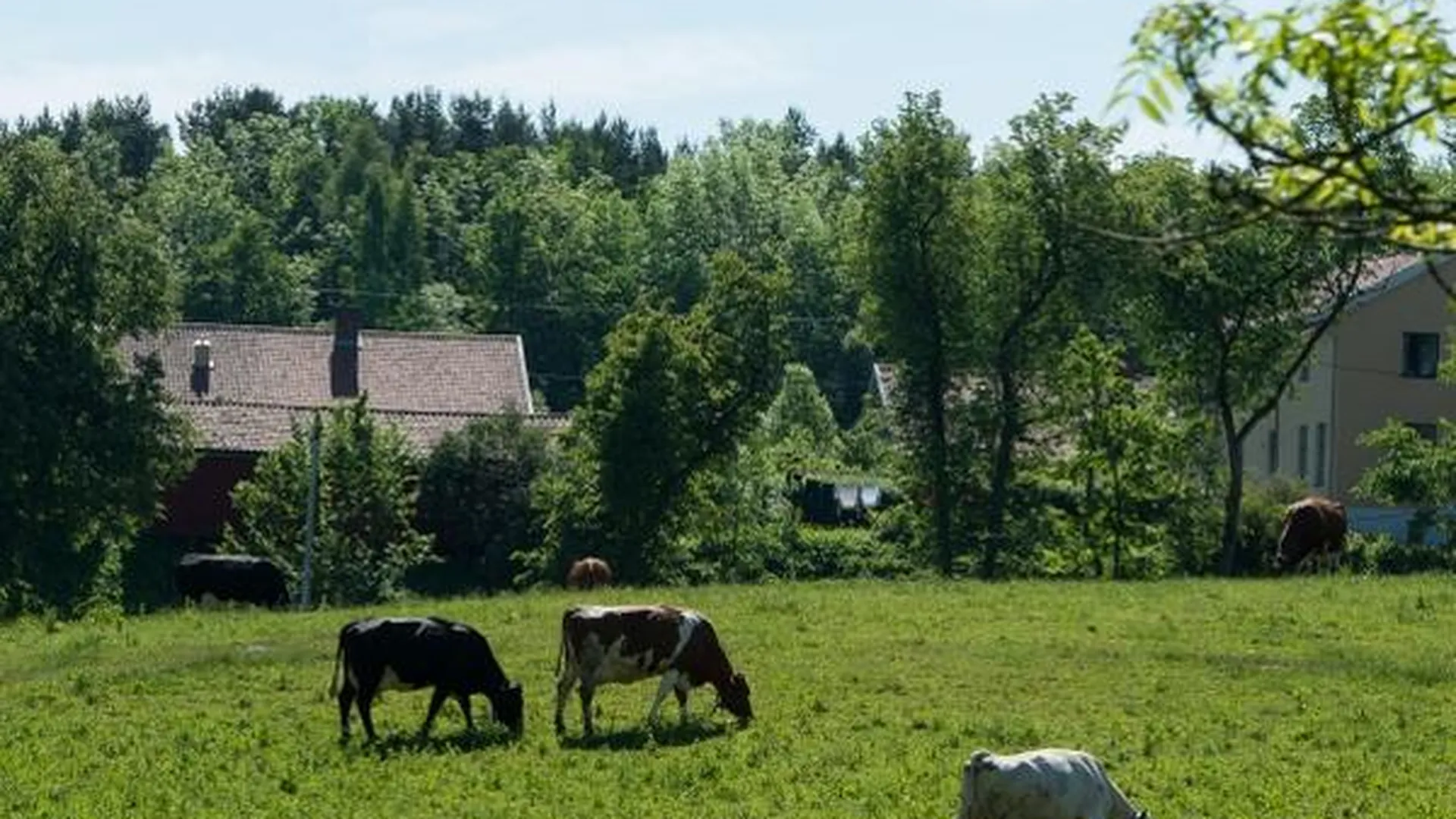 В Подмосковье пасутся коровы из Канады