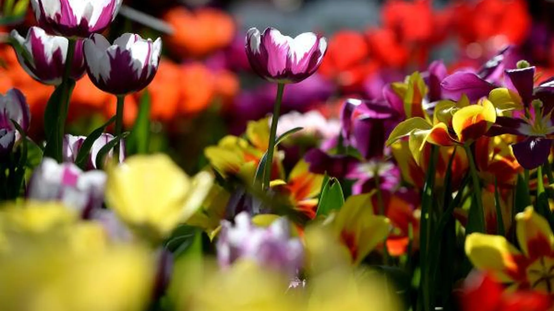 Порядка 3,4 млн тюльпанов в год будут выращивать в Ступинском районе