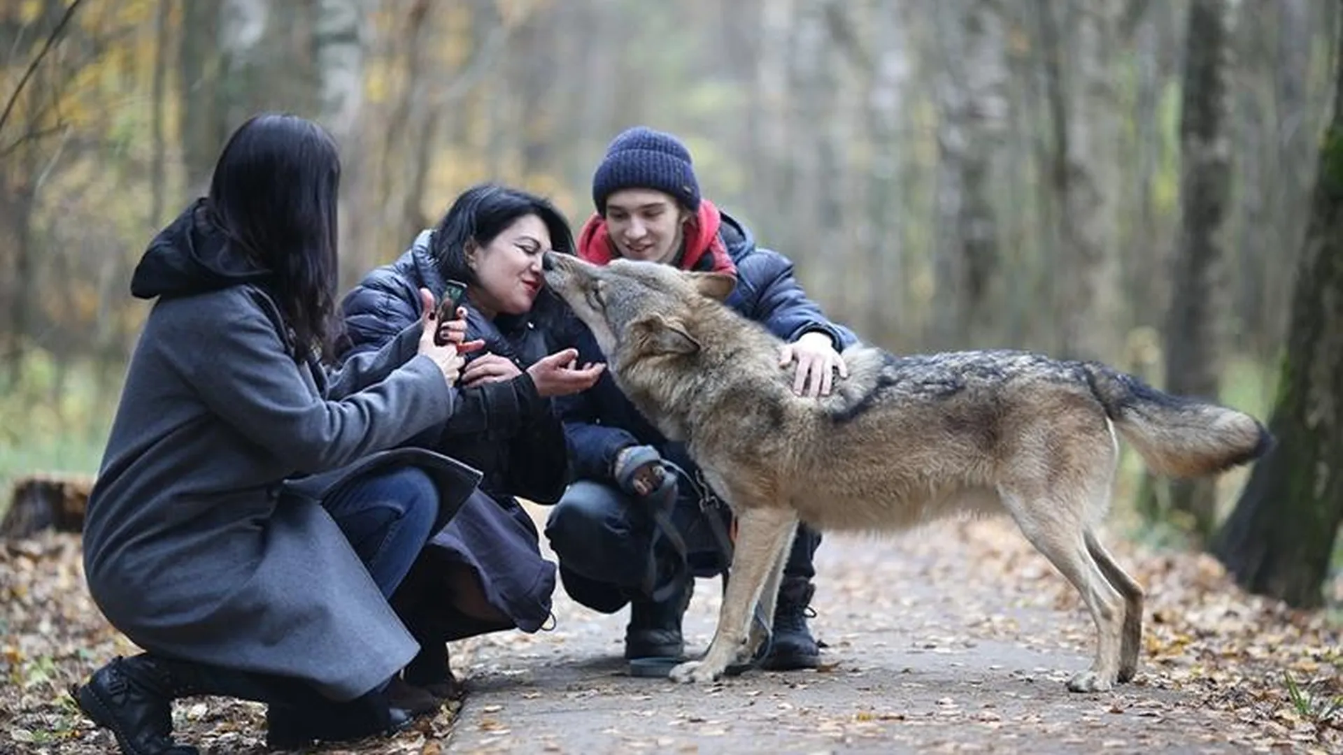 Волк тебе товарищ: безопасны ли фотосессии и прогулки с лесными хищниками