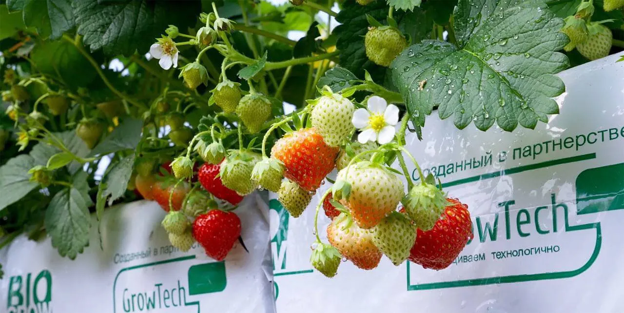 Новые ягодные теплицы Наро-Фоминска обеспечат работой сотни жителей | 360°