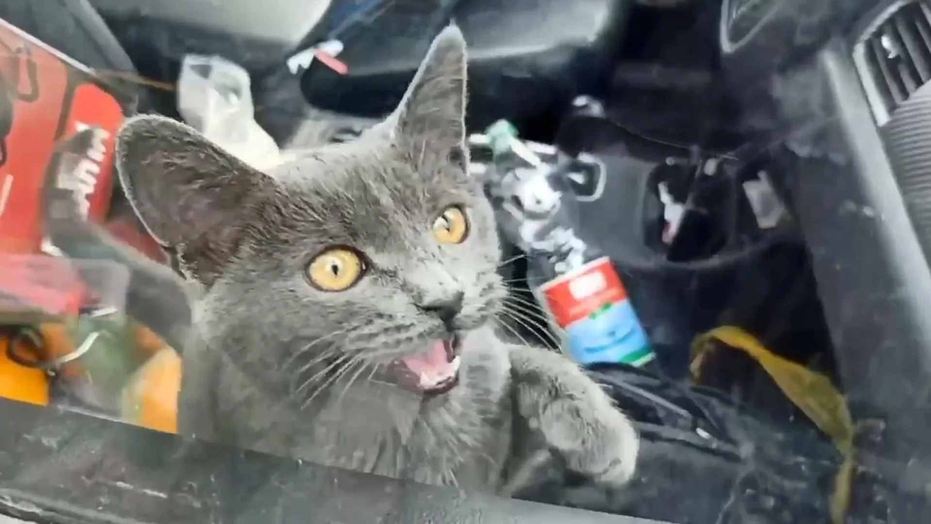 «Важно не переступить грань»: стало известно, насколько законно из машины в Москве спасли забытого кота