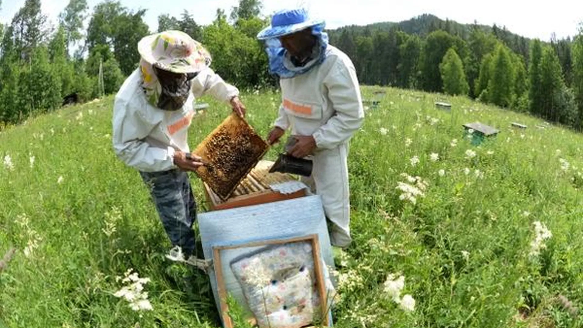 Пчелы и свиньи попадут в подмосковный стандарт СНТ