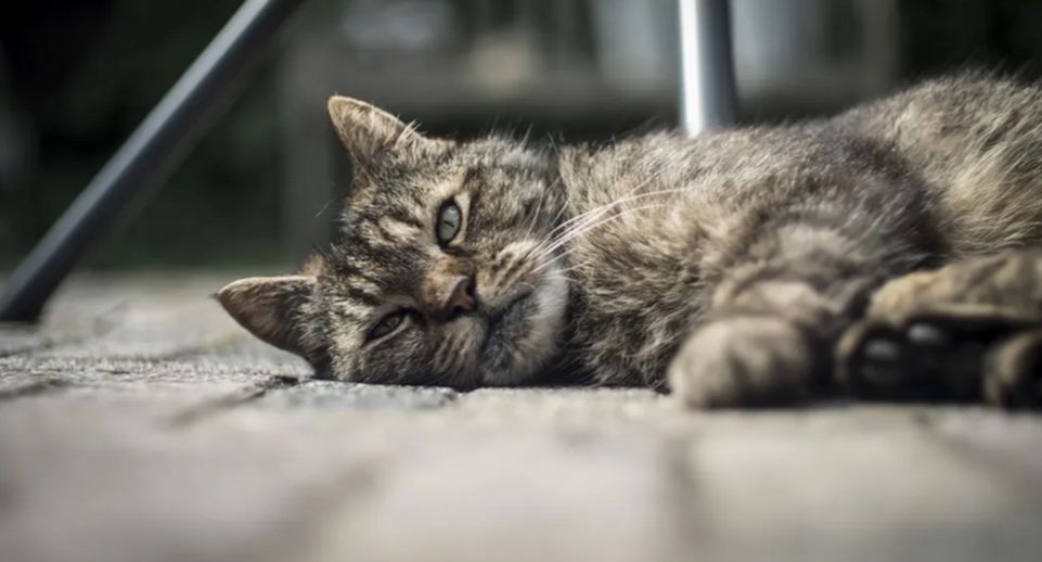 Мать, дочь и восемь кошек три недели вынуждены жить на трассе в Пушкино