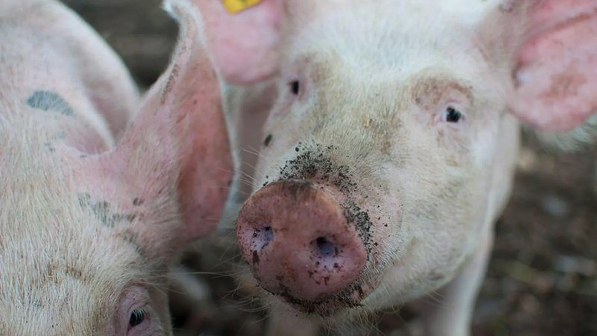 В Орловской области опрокинулась фура со свиньями