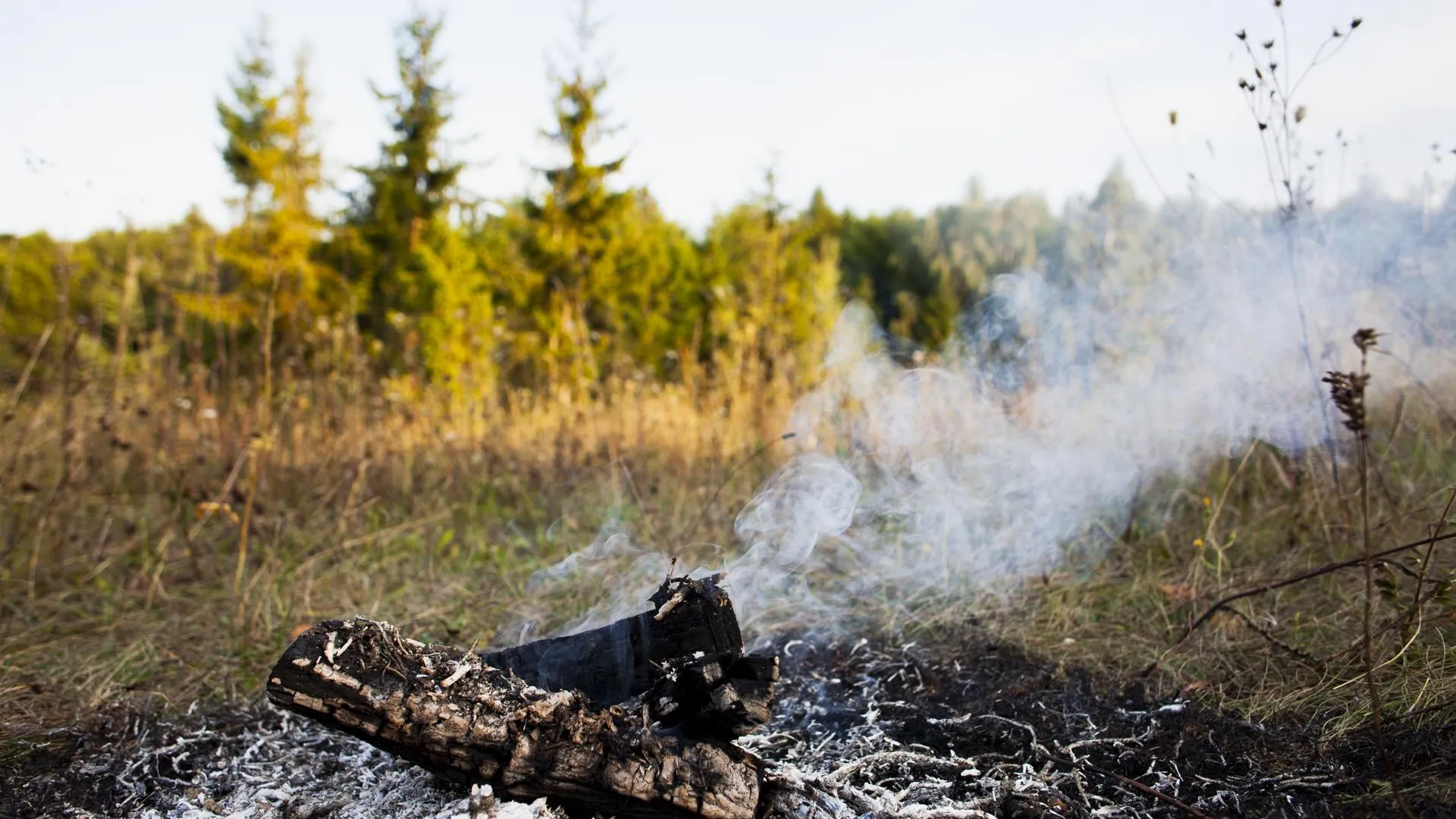 Прогноз пожарной обстановки в лесах Подмосковья на 9-11 октября
