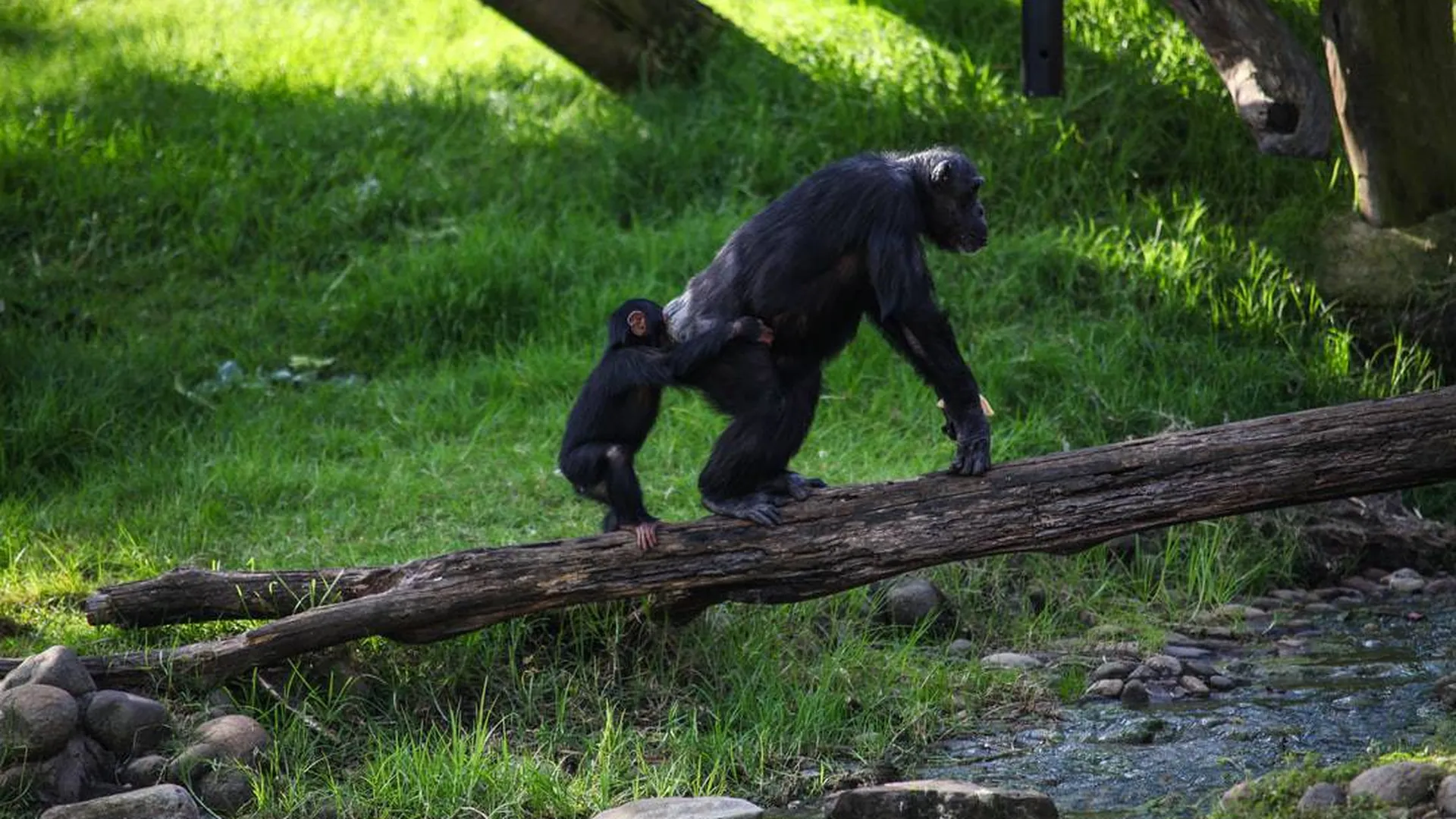 Шимпанзе в чешских зоопарках начали созваниваться по Zoom