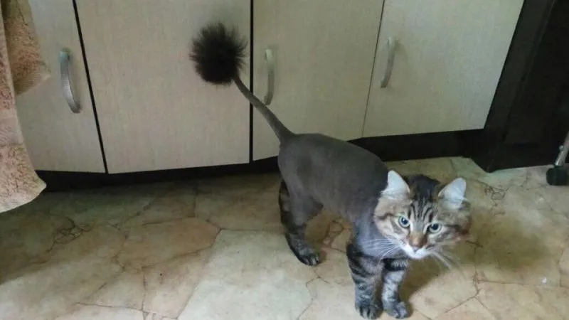 Пропавший кот с ультрамодной стрижкой насмешил интернет