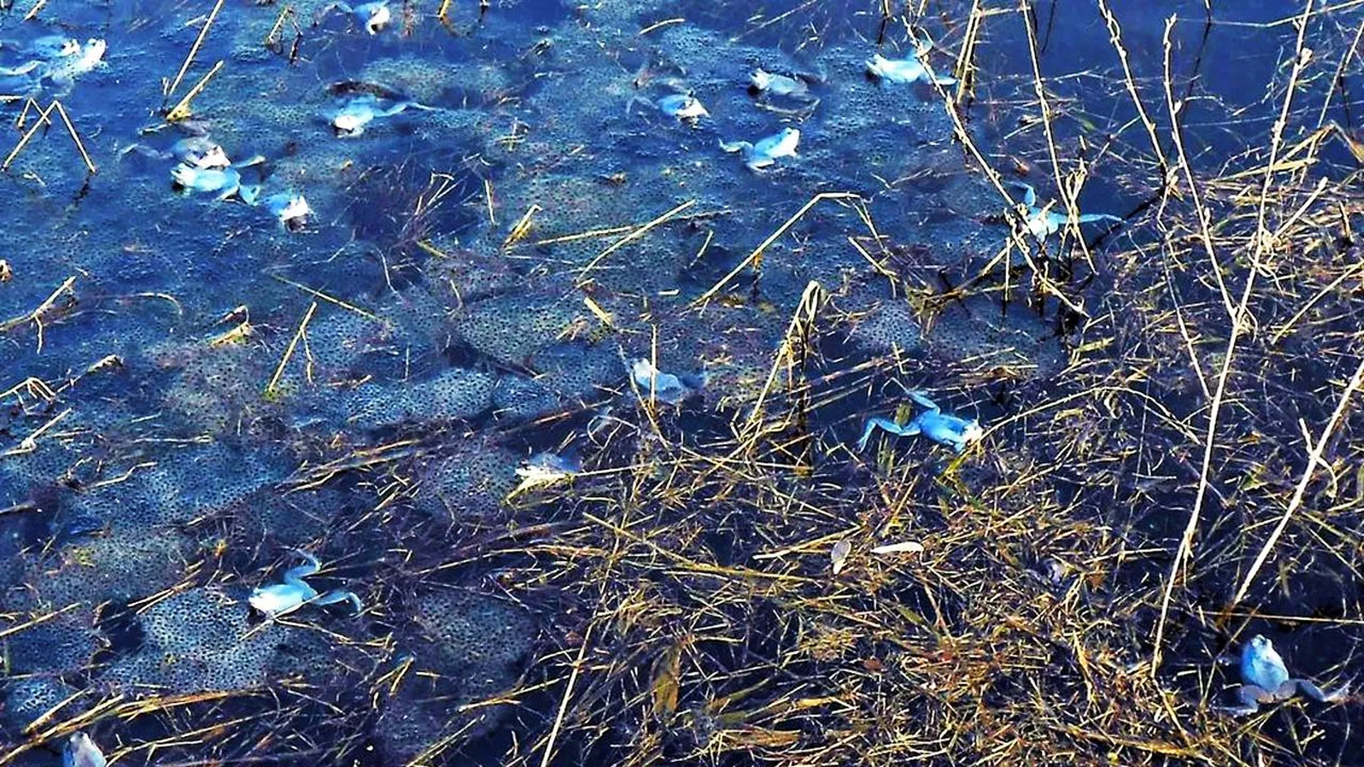 Целую лужу спаривающихся синих лягушек нашли под Павловским Посадом