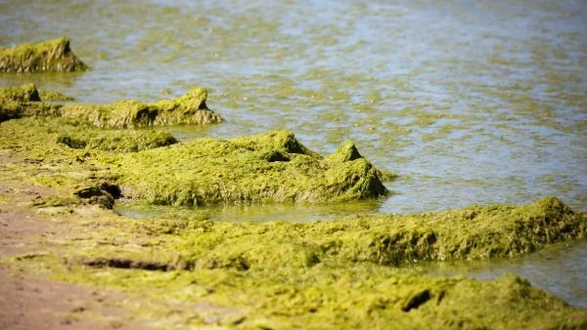 Тонны опасных для жизни водорослей выбросило на пляжи Флориды