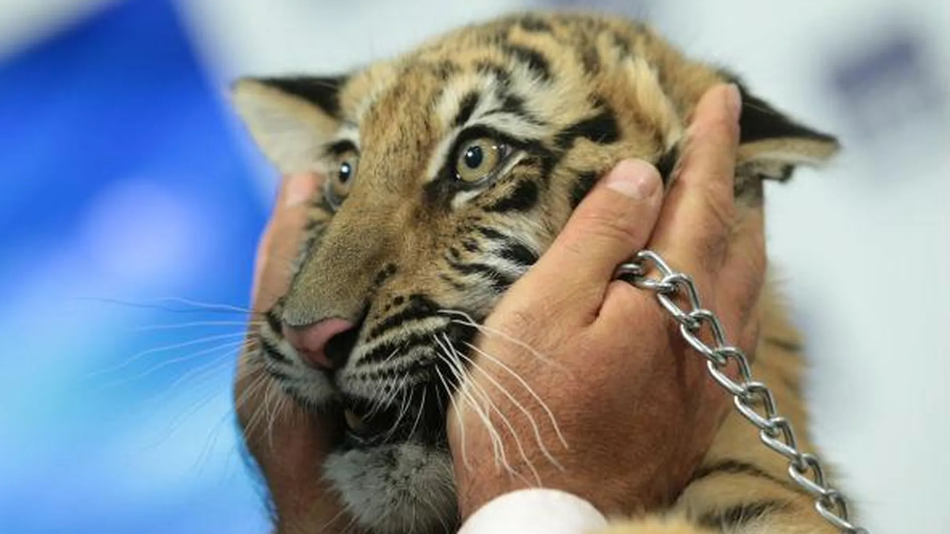Спасенного амурского тигренка жители Москвы назвали Степой