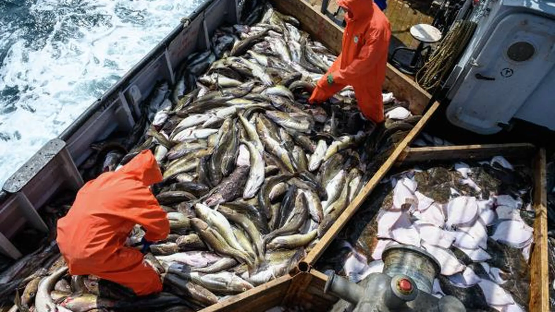 Сортировка улова во время добычи разнорыбицы в Охотском море экипажем МРС-379 ЗАО «Курильский рыбак» группы компаний «Гидрострой» острова Итуруп.
