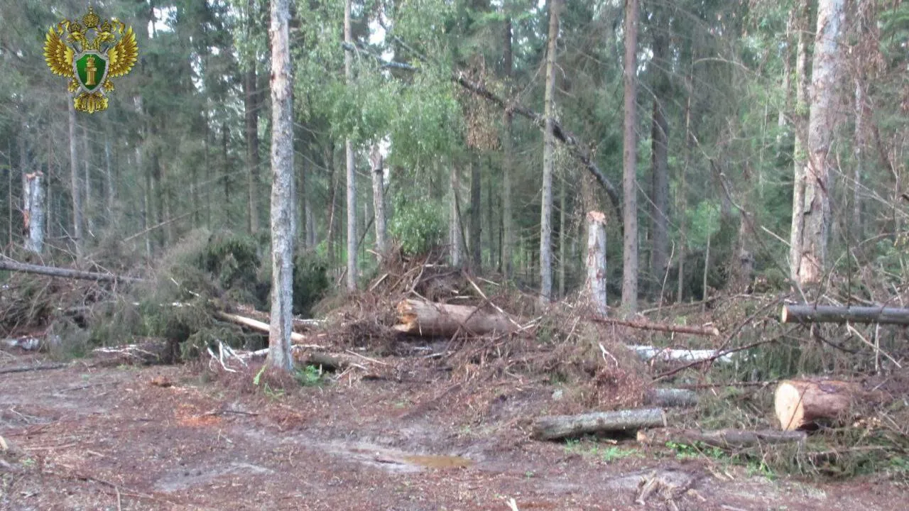 К трем годам колонии приговорили старшего участкового лесничества за незаконную рубку деревьев в Клину