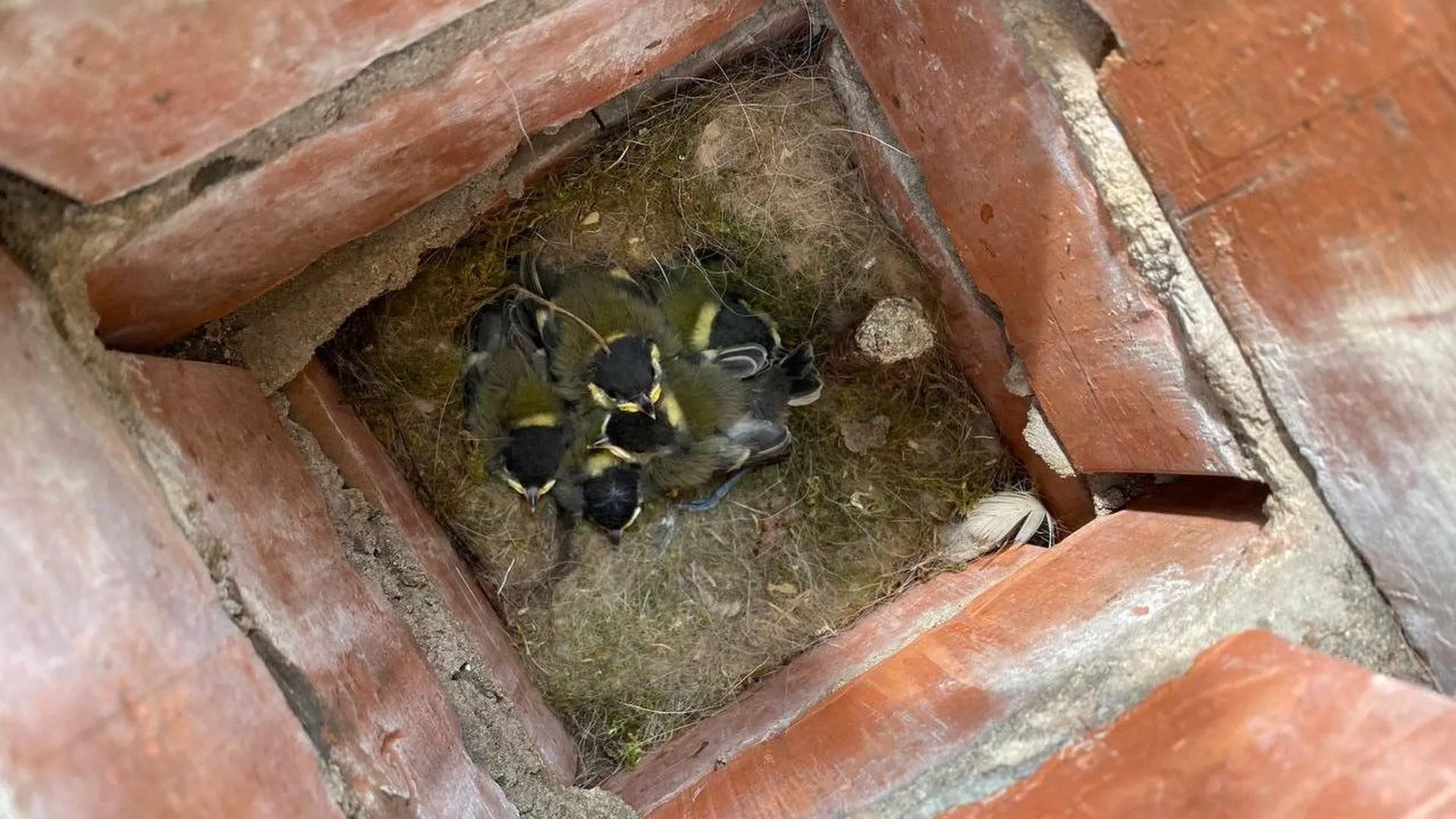 В Звенигороде лесничие нашли синичье гнездо с птенцами внутри скамейки