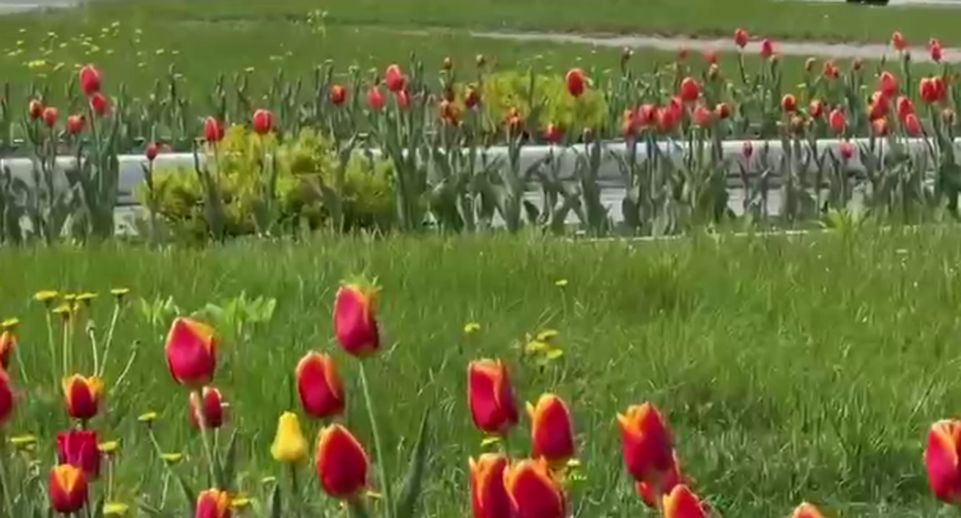 Тысячи цветов высадят ко Дню Победы в городском округе Истра