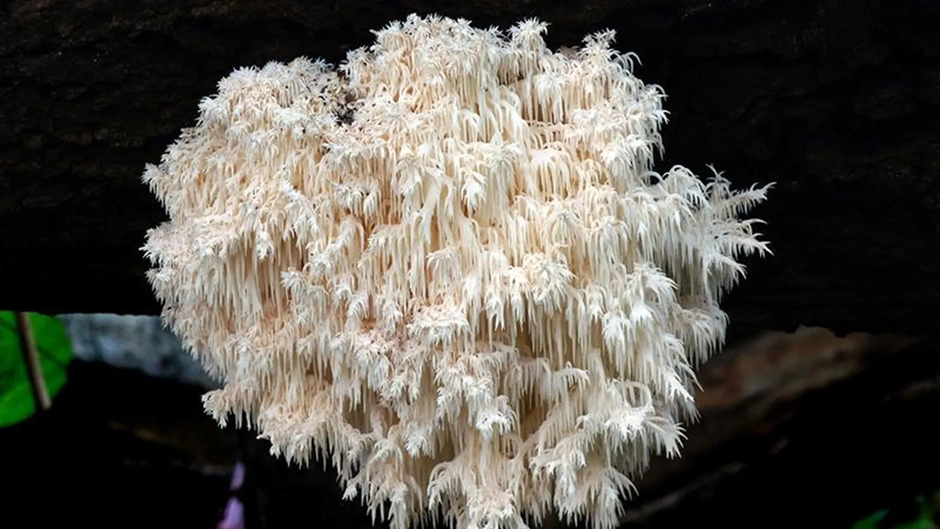 Подмосковные белки запасаются на зиму краснокнижными грибами