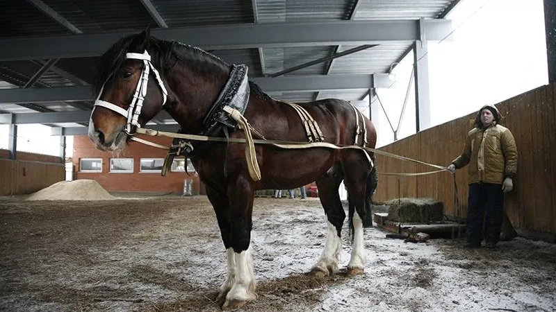 В Московской области возрождают исчезающую породу русских тяжелоупряжных коней