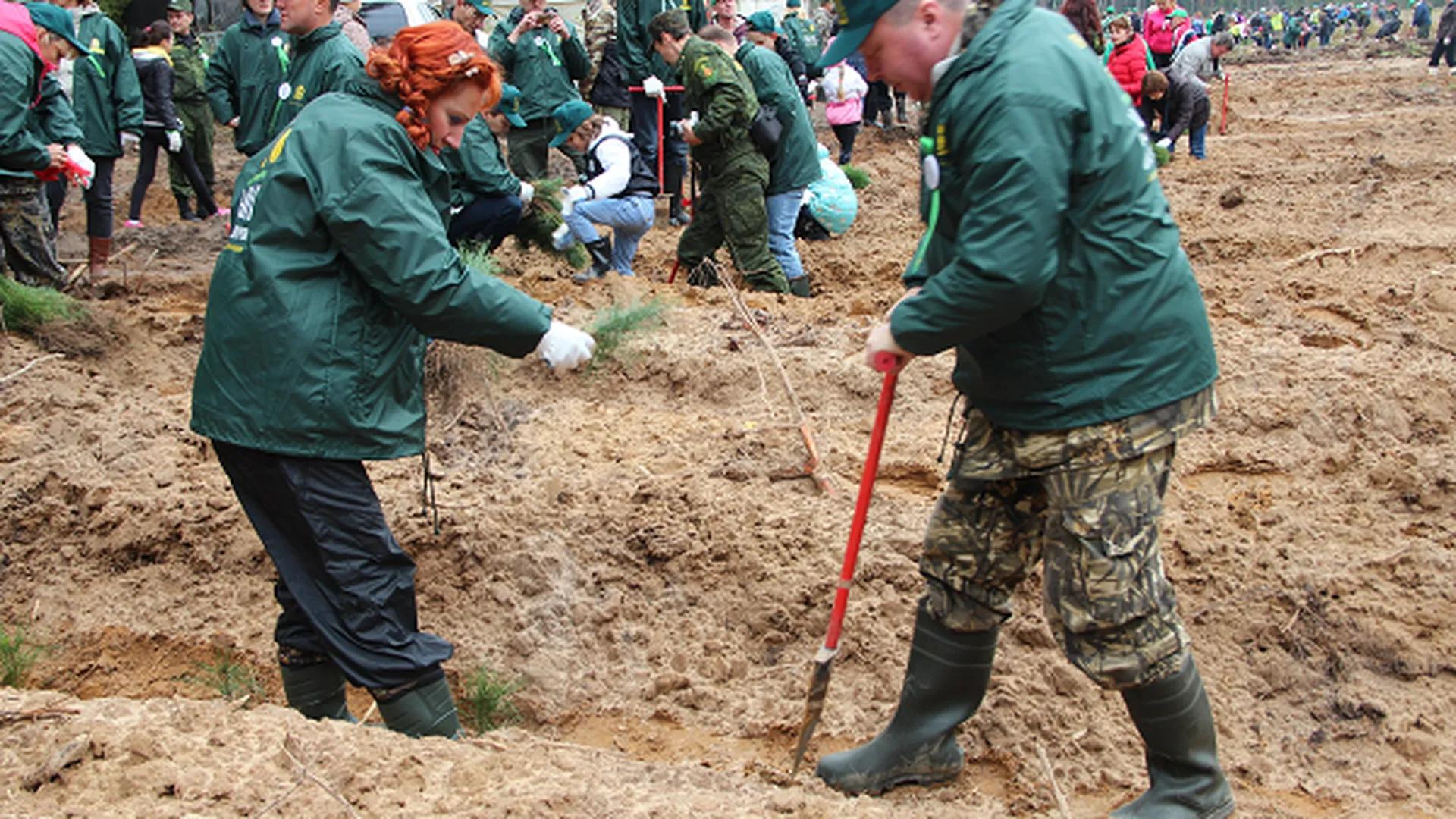Более 74 тыс сосен посадили в Орехово-Зуевском районе