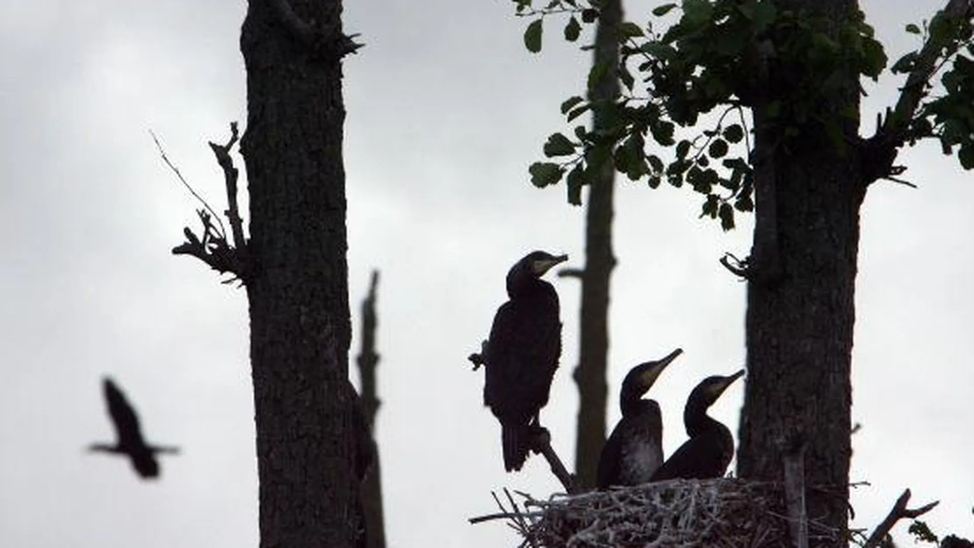 Искусственные гнездовья для птиц установят в Орехово-Зуевском районе