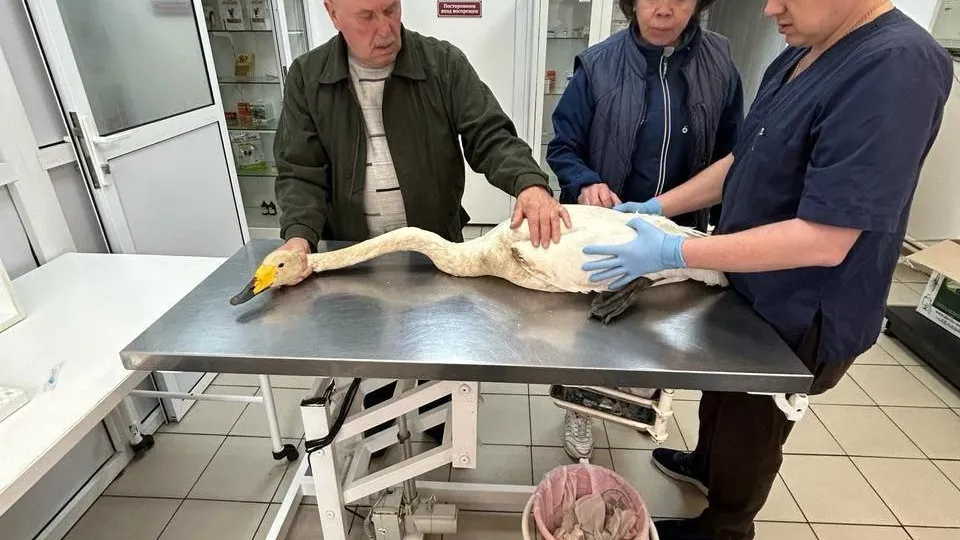 Специалист охотнадзора помог в спасении краснокнижного лебедя кликуна в подмосковном Дмитрове