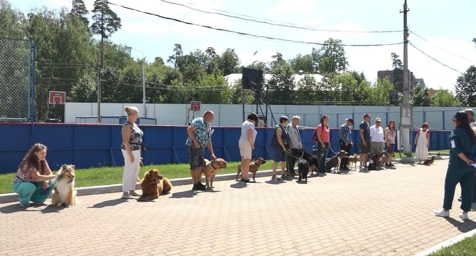 Более 250 собак представили на Всероссийской выставке в Ногинске