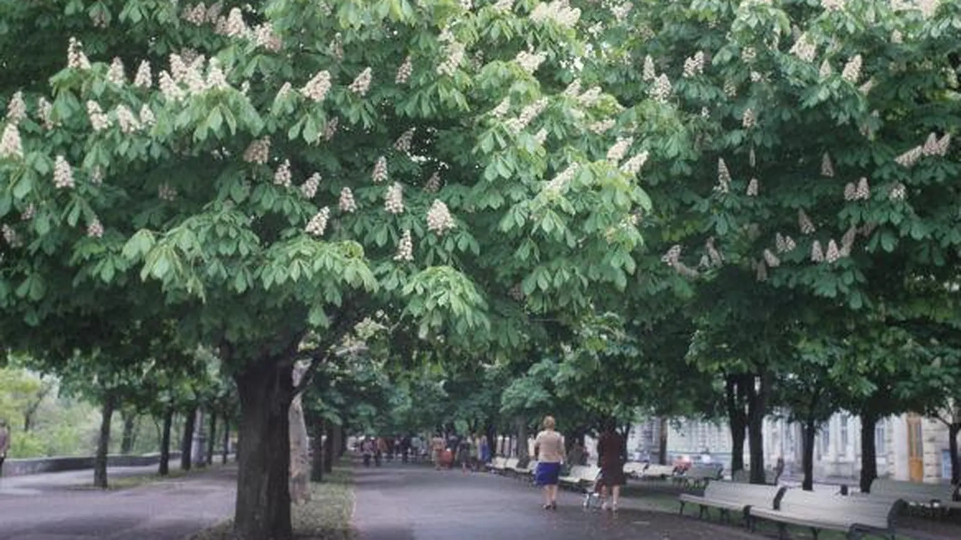 В Ивантеевке пронумеруют все деревья