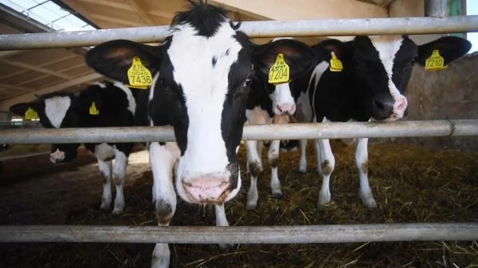 Молочно-товарная ферма появится в Озерах