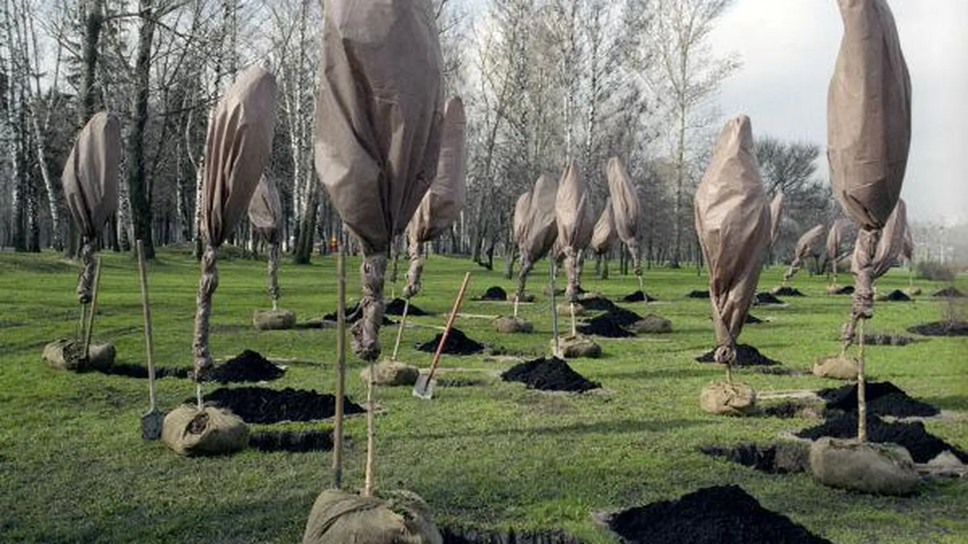 Свыше 20 миллионов деревьев высадили в области весной