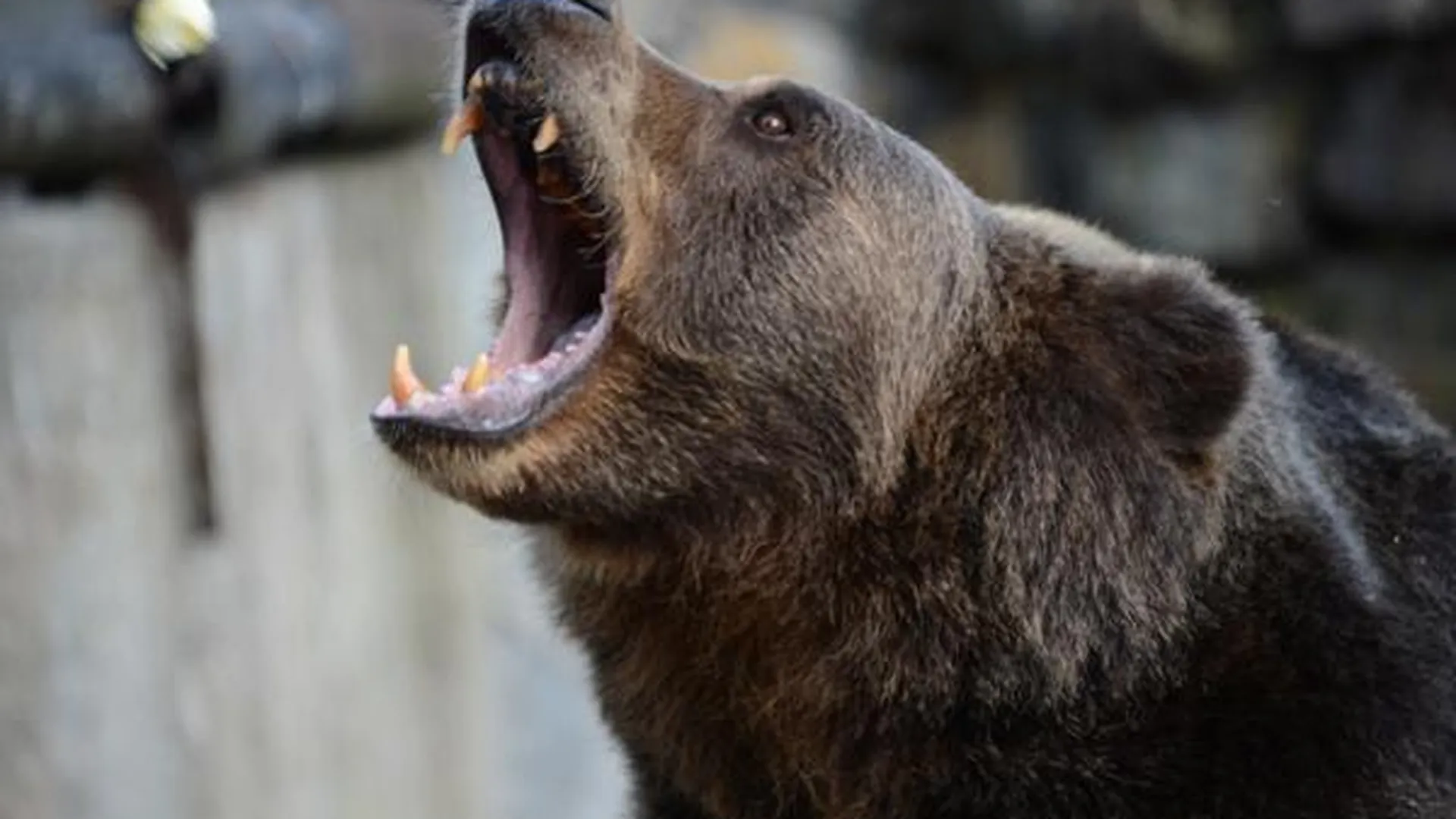 Встреча с медведем в лесах МО может стоить… кошелька