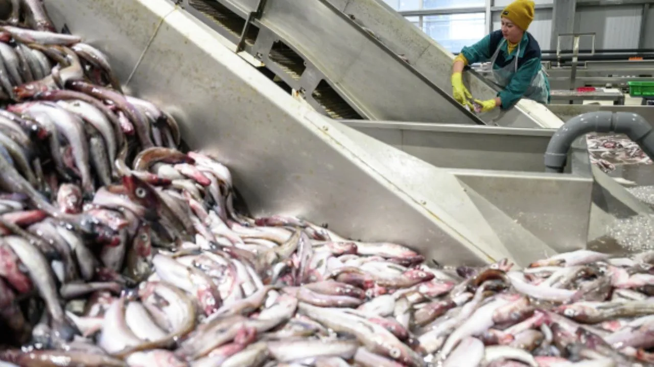США заставили всех импортеров рыбы подтверждать, что их продукция не российского происхождения