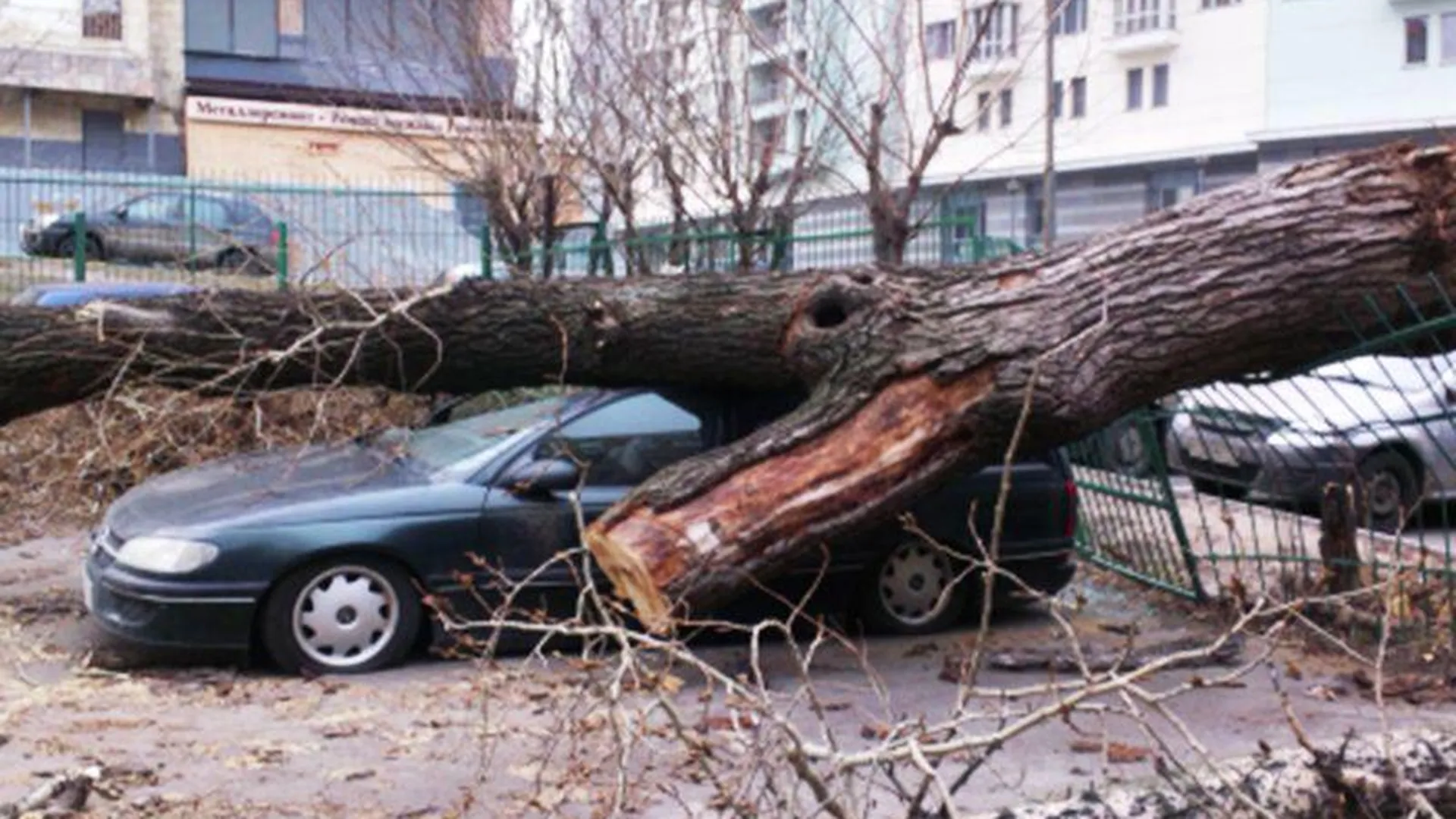 Что делать, если на вашу машину во время урагана упало дерево — совет юриста
