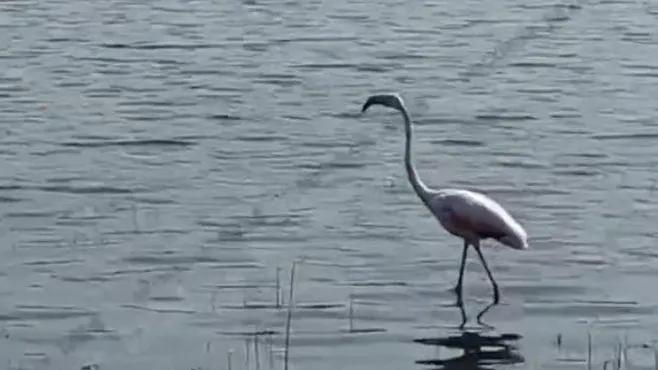 Фламинго облюбовал пруд возле Солнечногорска