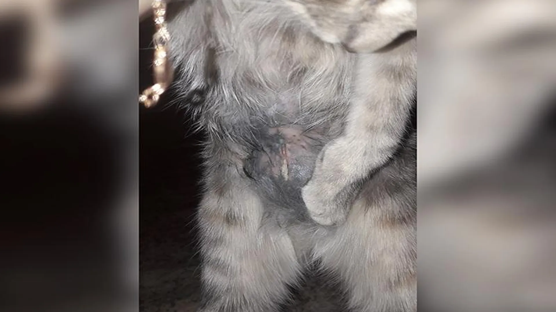 Кошка едва не погибла из-за ветеринарной ошибки в Ивантеевке 