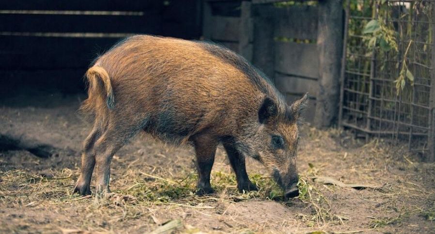 Business Insider: в США могут вторгнуться канадские свиньи и нанести ущерб