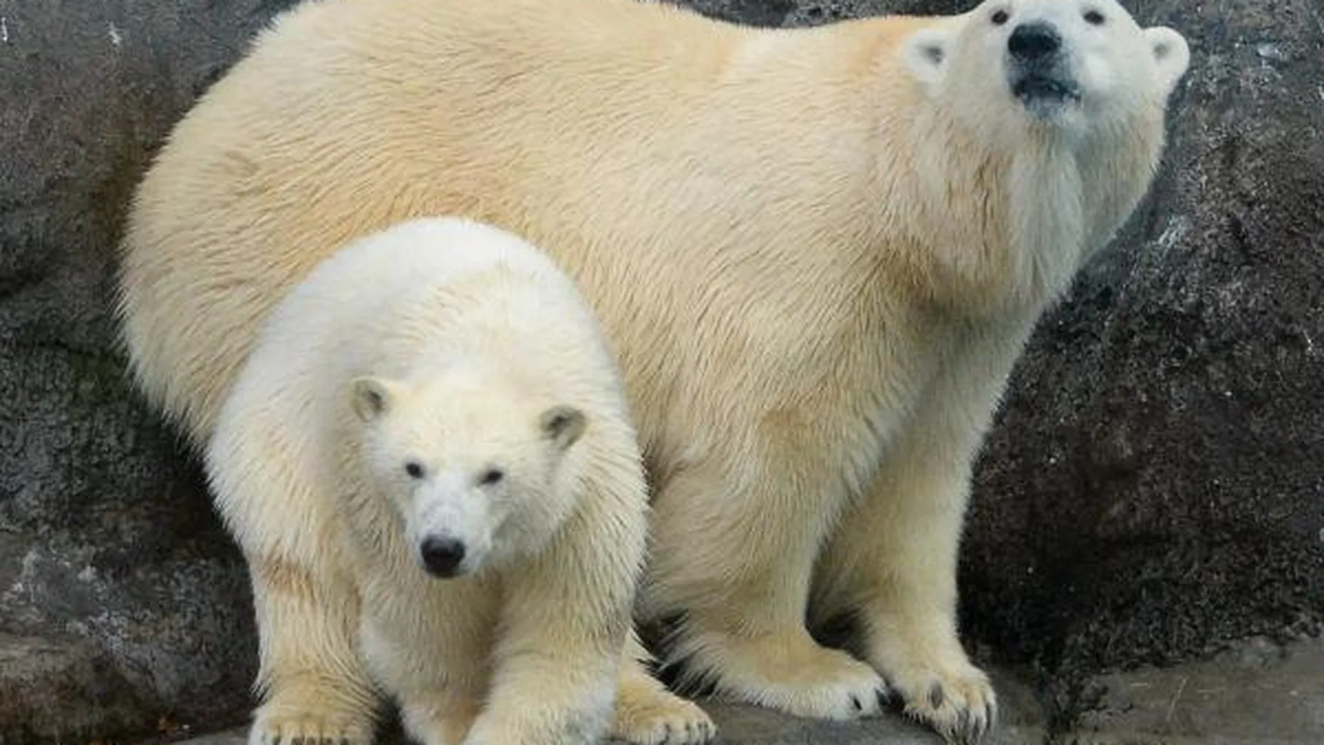 Белым медведям в Московском зоопарке увеличат жилплощадь