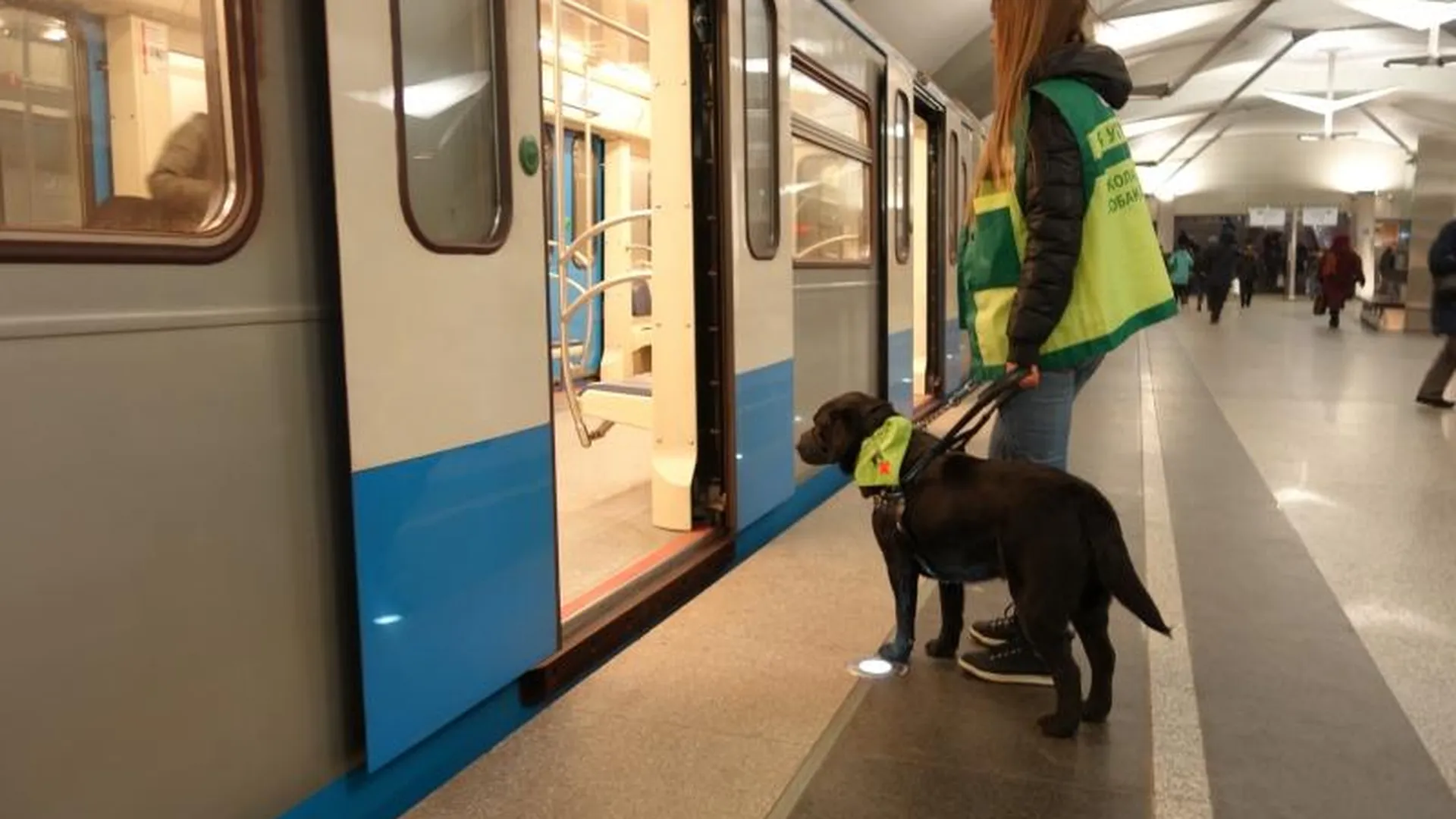 Собак-проводников из Балашихи начали обучать в столичном метро