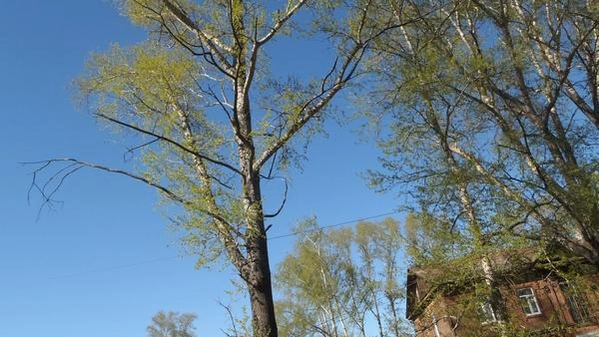 Семь дел из-за аварийных деревьев завели в Шатуре и Рошале
