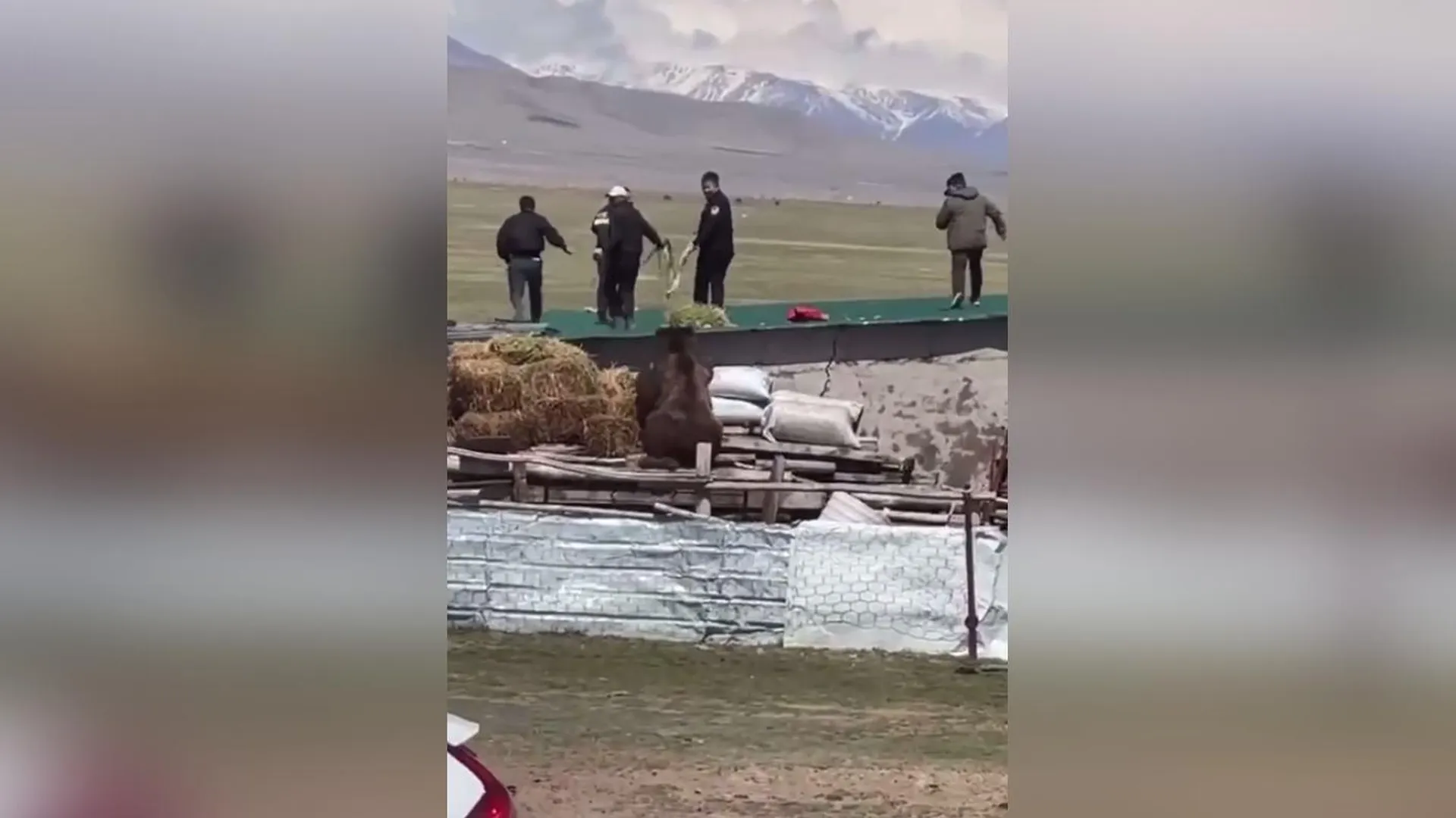 Медведь загрыз человека