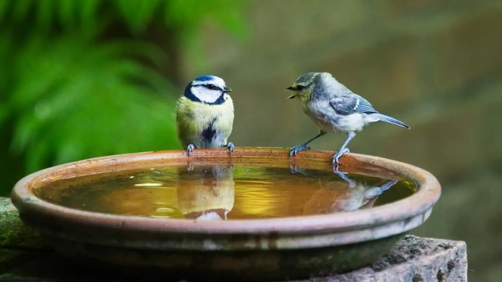 Голоса всех птиц России зазвучат у фонтана в Пущино