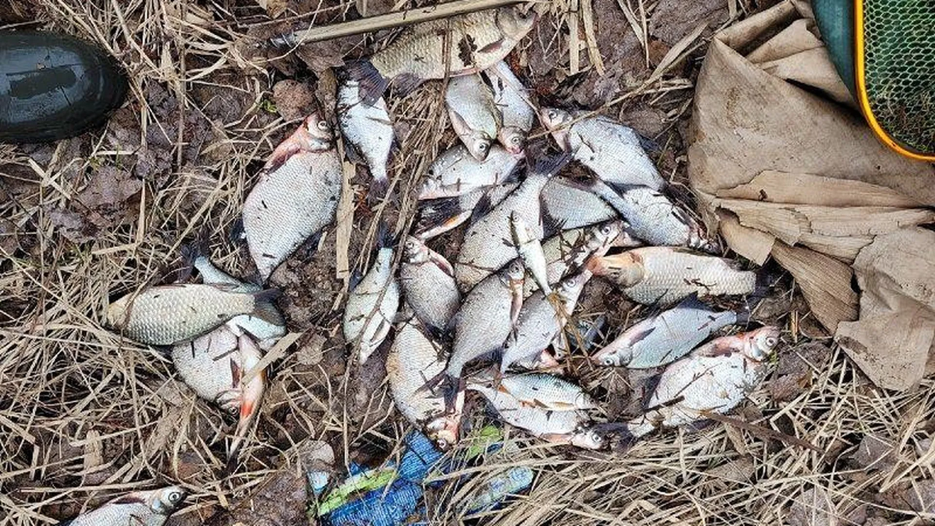 Рыболовы Подмосковья объявили челлендж по очистке озер от мусора