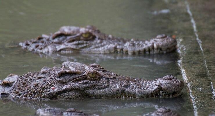 Мать разрешила четырехлетней дочери поиграть с сотнями крокодилов в Таиланде