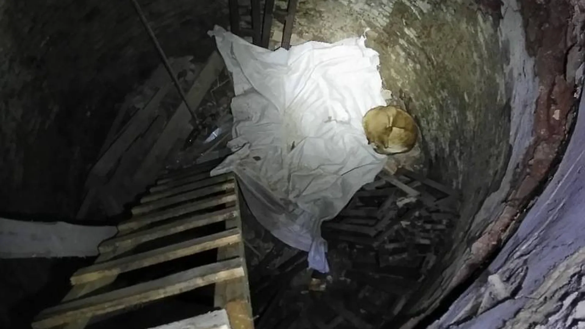 Пса спасли из подвала церкви в Пушкинском районе