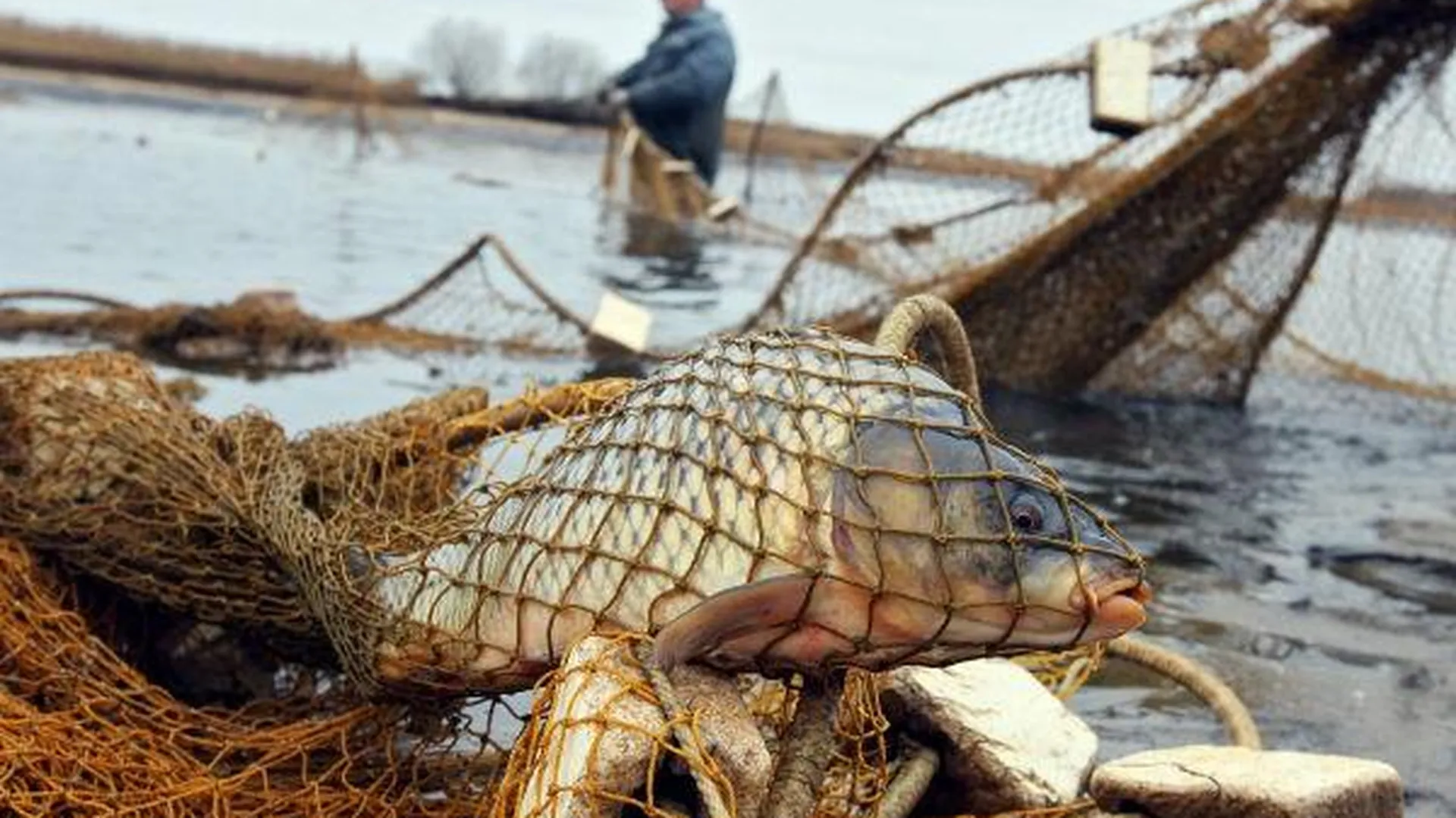 Рыболовные хозяйства области проверили на наличие нарушений