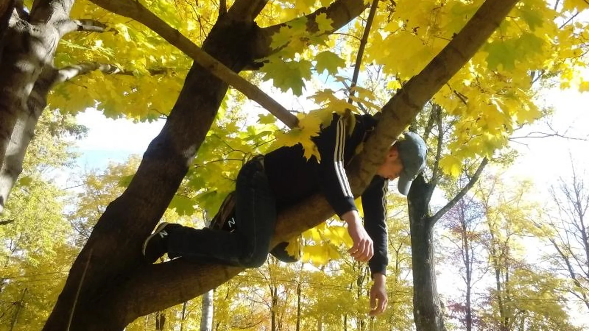 Мужчина в Ступине залез на дерево, чтобы поспать