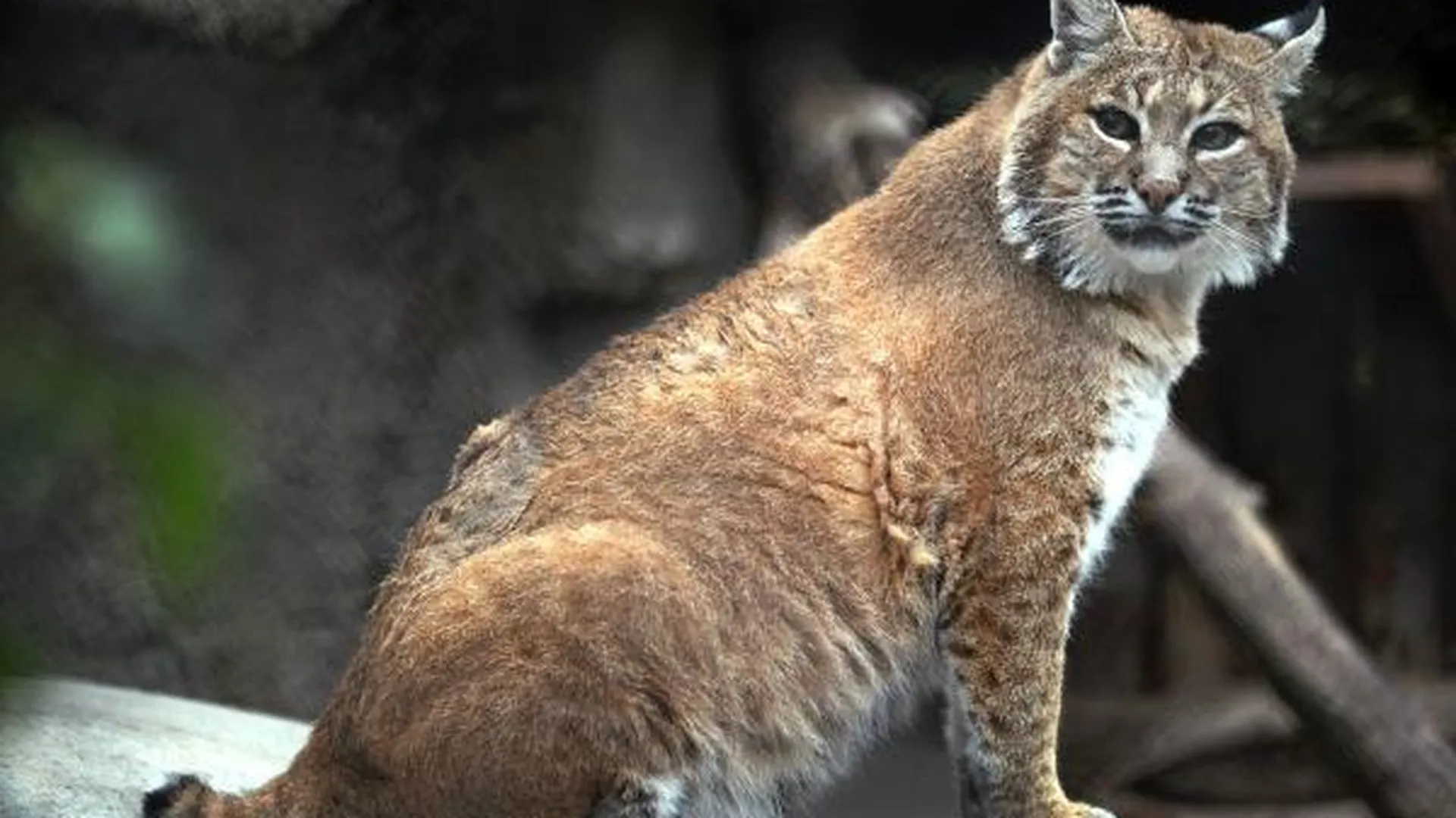 Две рыси и лесной кот родились на научной базе в Черноголовке